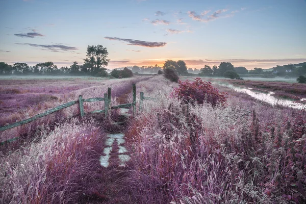 美しい鮮やかな夏日の出イギリスの田舎の風景です。 — ストック写真