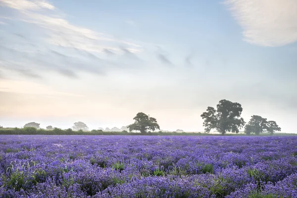 Hermoso paisaje de salida del sol brumoso dramático sobre el campo de lavanda i — Foto de Stock