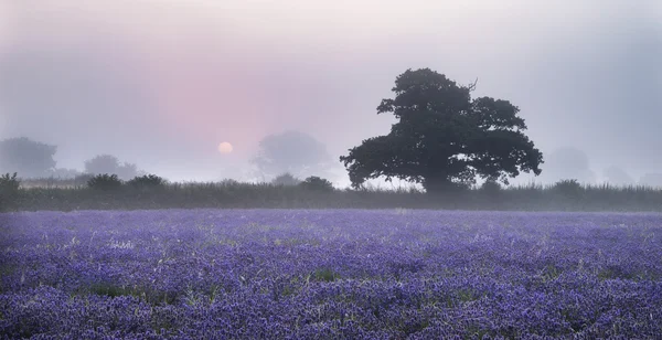 Schöne dramatische neblige Sonnenaufgangslandschaft über Lavendelfeld i — Stockfoto