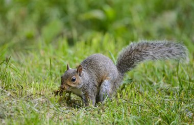 Portre sevimli gri sincap sciurus carolininsis satnding üzerinde 