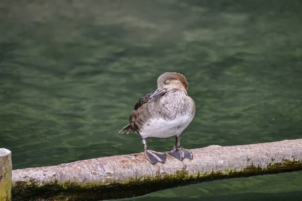 Schönes Porträt der Goldauge Entenvogel auf Ast in der Nähe pon — Stockfoto