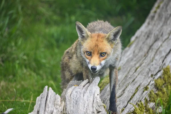 Fantastisk bild av räv vulpes vulpes i grönskande sommaren countrysi — Stockfoto