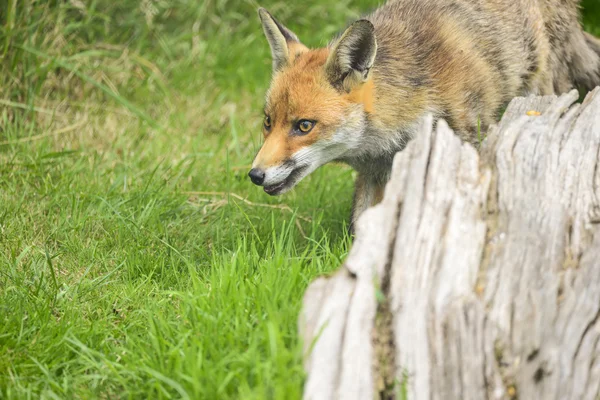 Stunning image of red fox vulpes vulpes in lush Summer countrysi — Stock Photo, Image