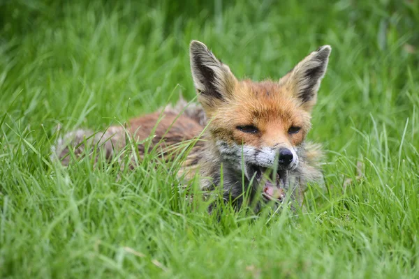 Stunning image of red fox vulpes vulpes in lush Summer countrysi — Stock Photo, Image