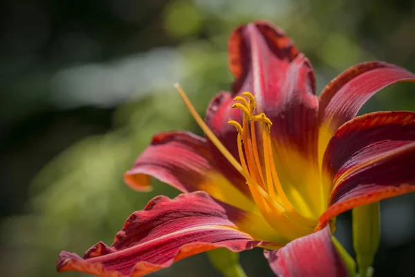 Splendido nano asiatico ibrido Lilium Matrix giglio fiore da vicino — Foto Stock