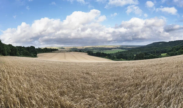 Hermosa imagen de paisaje de enorme campo agrícola de cebada o —  Fotos de Stock