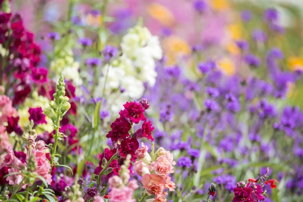 Beautiful Summer landscape image of vibrant wild flowers in mead — Stock Photo, Image