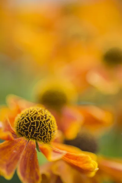 Ohromující makra zavřít nahoru Black eyed susan květ s mělkých — Stock fotografie