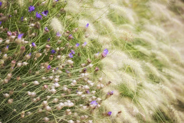 Hermosa imagen del paisaje de verano de flores silvestres vibrantes en el aguamiel —  Fotos de Stock