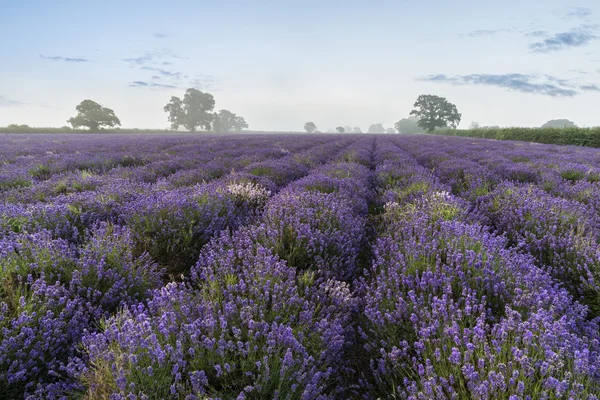 Bela paisagem dramática nebulosa do nascer do sol sobre o campo de lavanda i — Fotografia de Stock