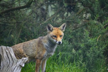 Kızıl Tilki vulpes vulpes yemyeşil yaz countrysi içinde çarpıcı görüntü