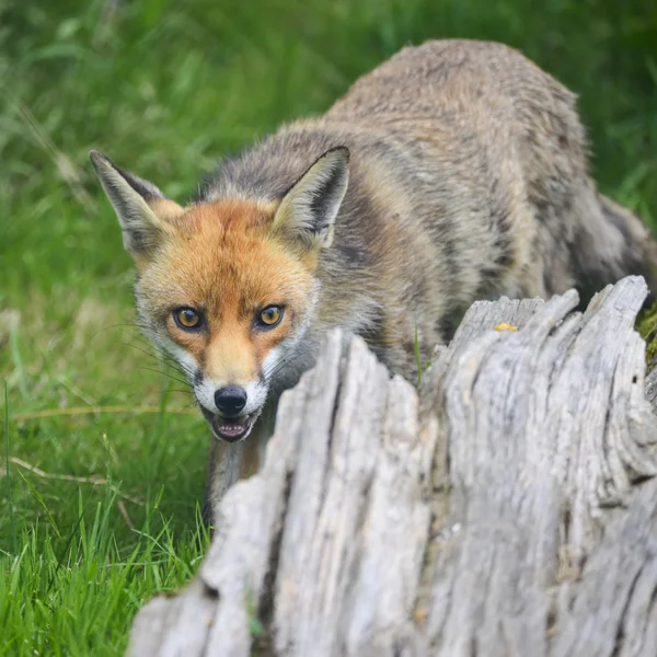 Fantastisk bild av räv vulpes vulpes i grönskande sommaren countrysi — Stockfoto
