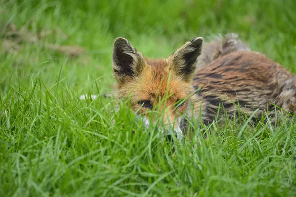 Εκπληκτική εικόνα της κόκκινης αλεπούς vulpes vulpes στον καταπράσινο καλοκαιρινό τοπίο στο γ — Φωτογραφία Αρχείου