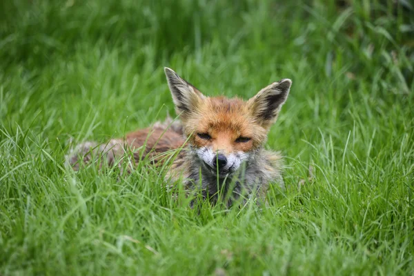 Oszałamiający obraz czerwony lis vulpes vulpes w bujną countrysi lato — Zdjęcie stockowe