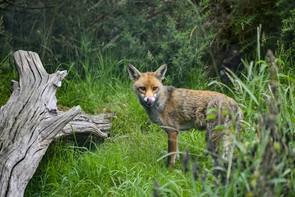 Oszałamiający obraz czerwony lis vulpes vulpes w bujną countrysi lato — Zdjęcie stockowe