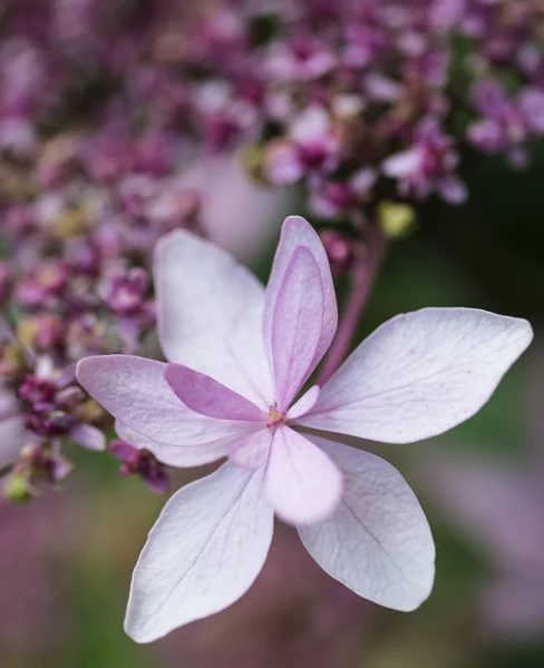 Piękne żywe Miękki różowy kwiat lato z bliska — Zdjęcie stockowe