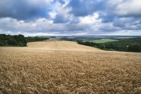 Beautiful landscape image of huge agricultural field of barley o — Stock Photo, Image