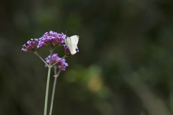 Cabbage white butterfly landed on flower on Summer day — Stock Photo, Image