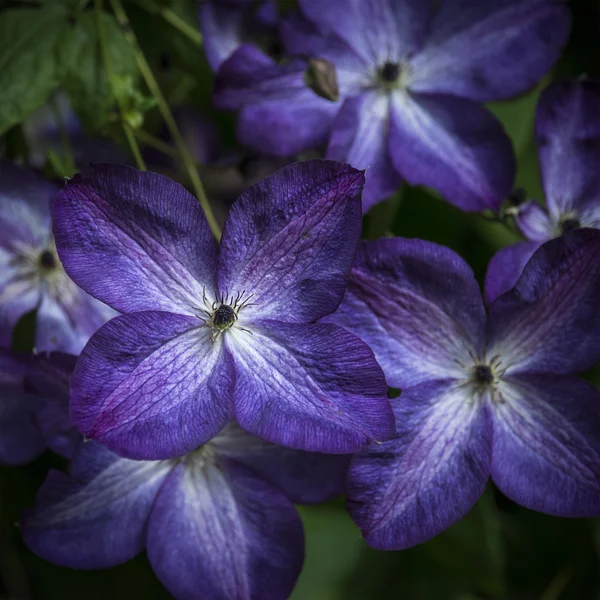 Mooie close up van Royal Purple Jackmanii Clematic in volledige bl — Stockfoto