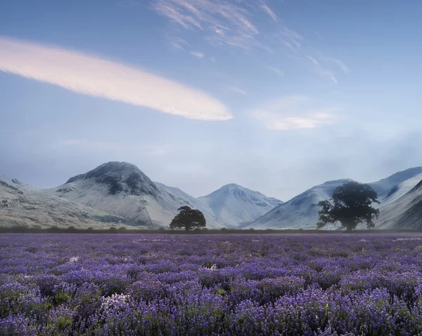 Bela paisagem dramática nebulosa do nascer do sol sobre o campo de lavanda i — Fotografia de Stock