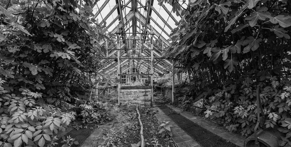 Impresionante época victoriana vintage invernadero dejado ro ruina en viejo En — Foto de Stock