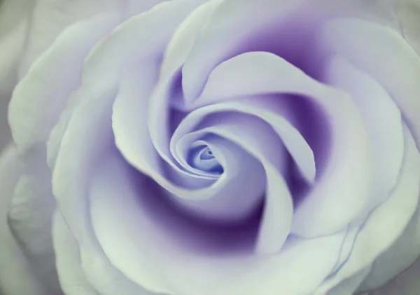 美丽的紫色玫瑰花与细腻柔和 co 关闭 — 图库照片