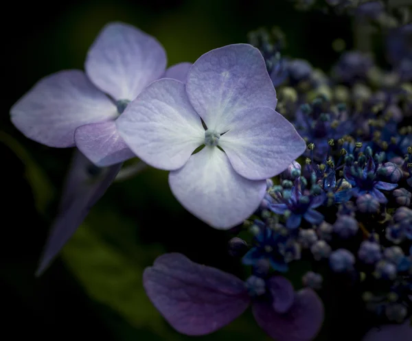 Schöne bunte Sommer-Hortensienblüte aus nächster Nähe — Stockfoto