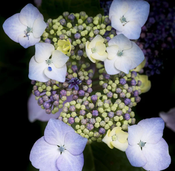 Schöne bunte Sommer-Hortensienblüte aus nächster Nähe — Stockfoto