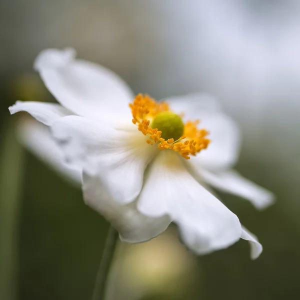 Impresionante imagen de cerca de la flor de anémona blanca en verano — Foto de Stock