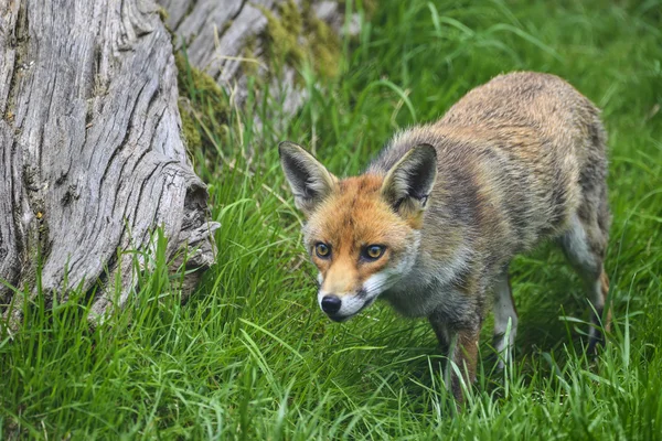 Imagem impressionante de vulpes raposa vermelha vulpes no exuberante verão countrysi — Fotografia de Stock