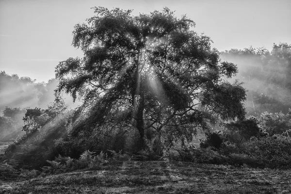 Hermoso paisaje de amanecer de rayos de sol brillando a través del árbol en — Foto de Stock