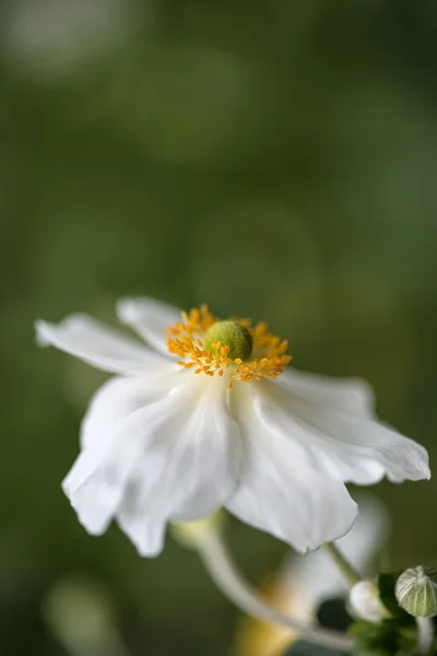 Impresionante imagen de cerca de la flor de anémona blanca en verano — Foto de Stock