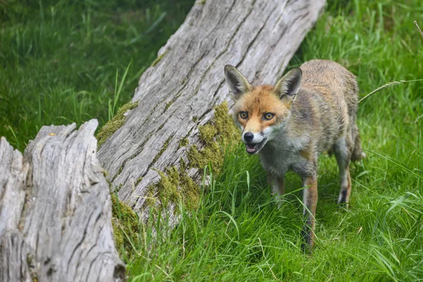 令人惊叹的图像的赤狐 vulpes vulpes 在郁郁葱葱的夏天农村 — 图库照片