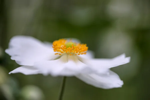 Impresionante imagen de cerca de la flor de anémona blanca en verano — Foto de Stock