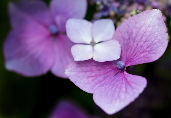 Beautiful colorful Summer hydrangea flower close up — Stock Photo, Image
