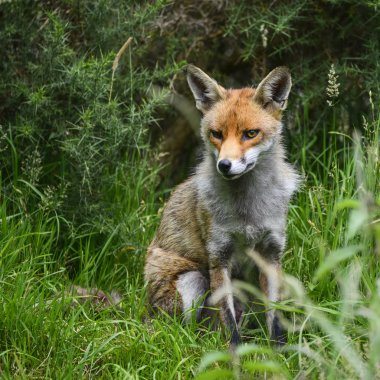 Kızıl Tilki vulpes vulpes yemyeşil yaz countrysi içinde çarpıcı görüntü