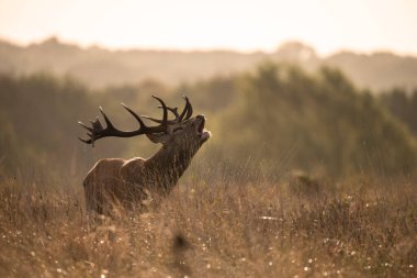 Renkli Sonbahar Ormanı 'ndaki kızıl geyik resmi. 