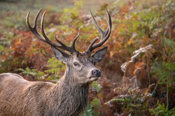 Prachtig Beeld Van Edelhert Hert Kleurrijk Herfst Herfst Landschap Bos — Stockfoto