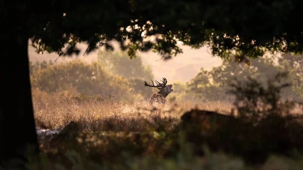 Bella Immagine Cervo Rosso Cervo Colorato Autunno Autunno Paesaggio Foresta — Foto Stock