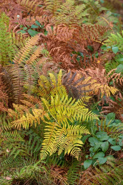 Göz Kamaştırıcı Sonbahar Sonbahar Orman Manzarası Canlı Sıcak Sonbahar Renkleri — Stok fotoğraf