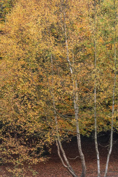 Atemberaubende Herbst Waldlandschaft Mit Lebhaften Warmen Herbstfarben Und Einer Vielzahl — Stockfoto