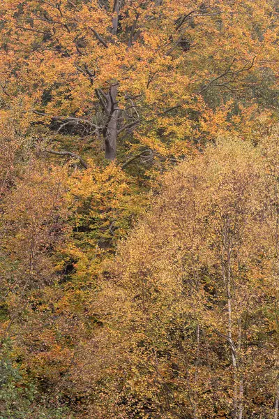 강렬하고 색깔과 나무들로 뒤덮인 — 스톡 사진