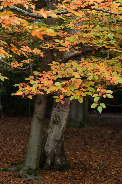 Ohromující Podzim Podzim Lesní Krajina Pulzující Teplou Podzim Barvy Rozmanitost — Stock fotografie
