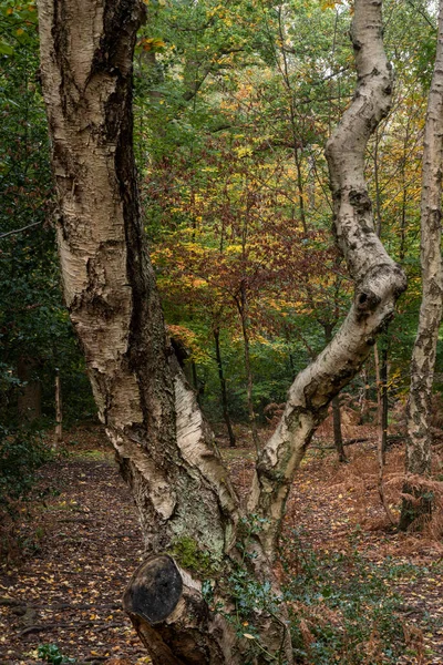 見事な秋の森の風景鮮やかな暖かい秋の色と森の中の木の様々な — ストック写真