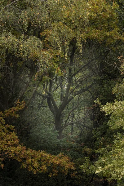 Oszałamiająca Jesień Jesienny Krajobraz Leśny Tętniącym Życiem Ciepłym Jesienne Kolory — Zdjęcie stockowe