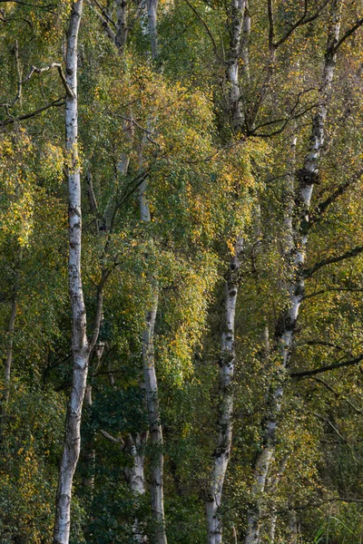 Impresionante Otoño Paisaje Forestal Otoño Con Vibrantes Colores Cálidos Otoño — Foto de Stock