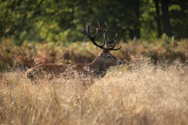 Renkli Sonbahar Ormanı 'ndaki kızıl geyik resmi. 