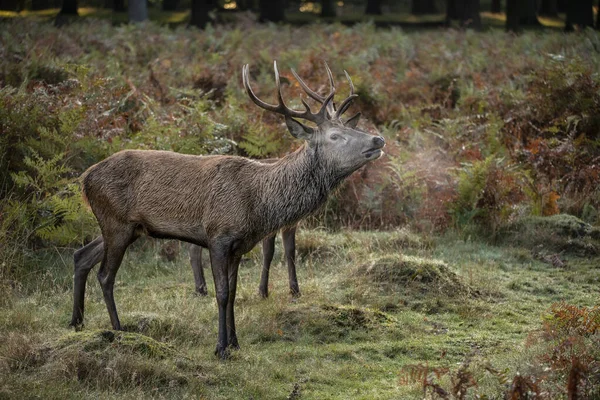 Prachtig Beeld Van Edelhert Hert Kleurrijk Herfst Herfst Landschap Bos — Stockfoto