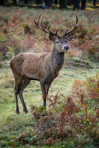 Beautiful Image Red Deer Stag Colorful Autumn Fall Landscape Forest — Stock Photo, Image