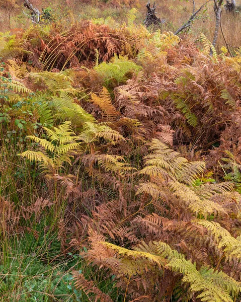 Bedövning Hösten Fall Skogslandskap Med Levande Varma Fall Färger Och — Stockfoto